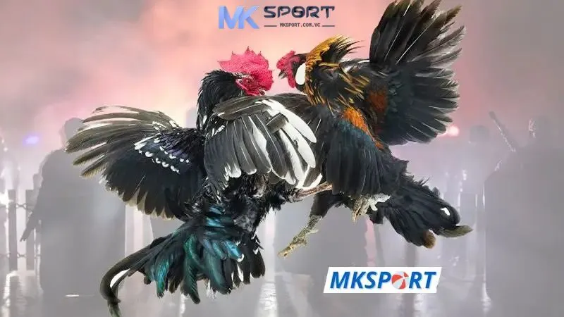 Các trận đấu đá gà hấp dẫn có tại Mksport