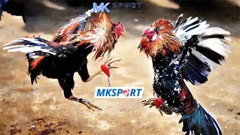 Cách chơi cá cược đá gà Mksport